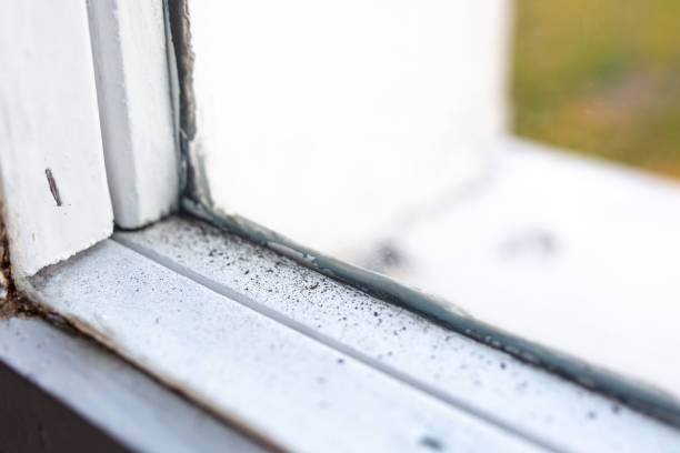 Best Mold Prevention Services  in Plano, KY