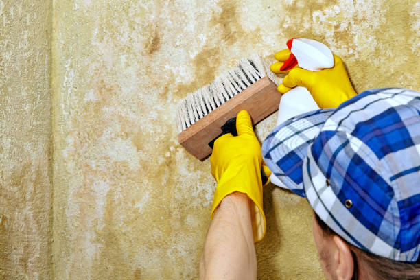 Mold Remediation for Vacation Homes in Plano, KY