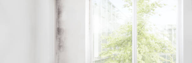 Best Mold Prevention Services  in Plano, KY