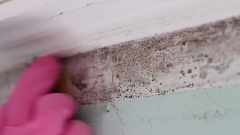Best Mold-Related Health Consultation  in Plano, KY